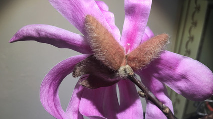 Pink star magnolia close-up 