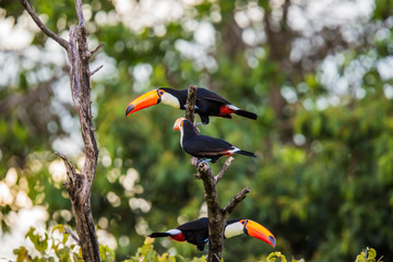 Tukan in Brasilien © Dominik Rueß