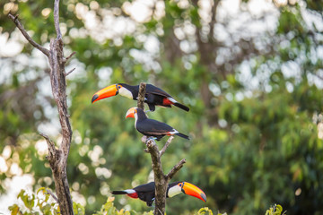 Tukan in Brasilien © Dominik Rueß
