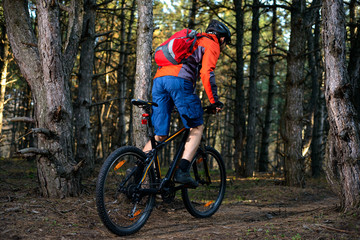 Naklejka premium Cyclist Riding the Bike on the Trail in Beautiful Pine Forest. Healthy Lifestyle and Sport Concept.