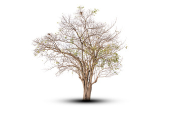 Naklejka premium Tree single old and dead tree and young shoot from one root isolated on white background