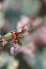 Red bug on dry leaf. Long Bodied bug.Scientific name Lohita grandis.