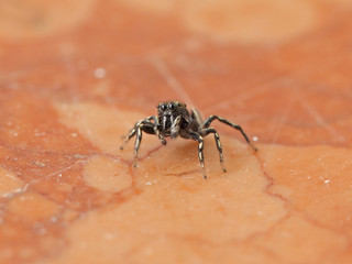 Araignée sauteuse noire à gros yeux sur le sol d'une maison, France.