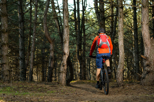 Cyclist Riding the Bike on the Trail in Beautiful Pine Forest. Healthy Lifestyle and Sport Concept.