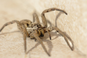 Grosse araignée venimeuse, Tarentule d'Occitanie.