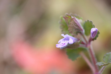 春のカキドオシ