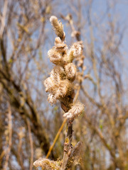 Lovely Reeds Shining Fresh in the Sun