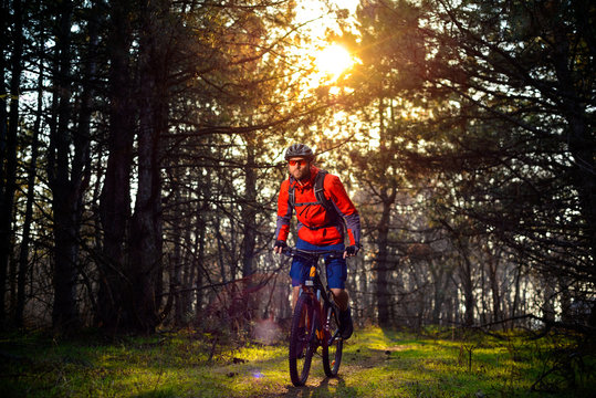 Cyclist Riding the Bike on the Trail in Beautiful Fairy Pine Forest. Adventure and Travel Concept.