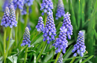 fleurs bleues dans l'herbe -muscaris