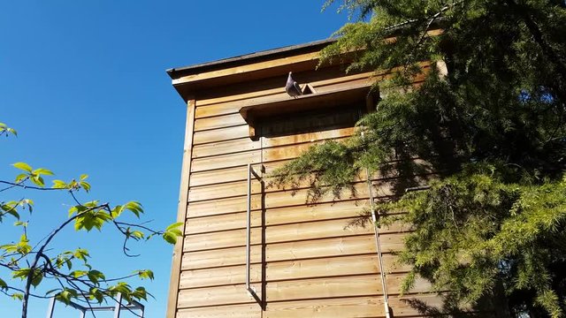 Wooden Dovecote With Pigeon
