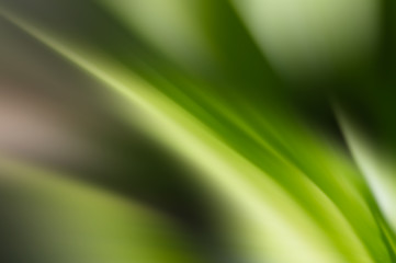 Abstract smooth lines on a blurred background