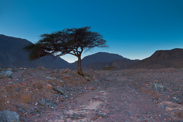 Wakacje w Egipcie. Samotne drzewo na tle skał
