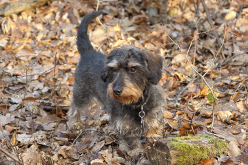 Neugieriger Teckel beim Spaziergang im Wald, Rauhaardackel im Herbstlaub