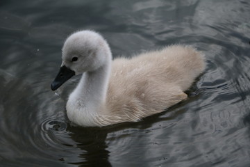 Floating Swan chick on Serpentine lake in Hyde Park London, United Kingdom 