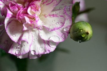 water droplets on flower