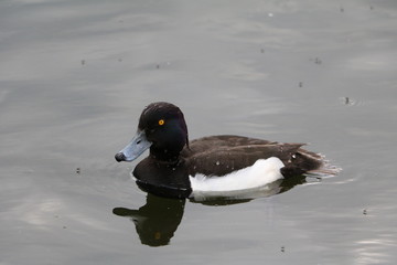 Tufted duck male in Hyde Park London, United Kingdom