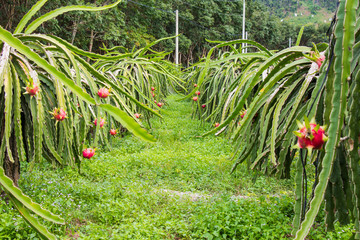Plantation of dragon fruit(pitaya) in Vietnam