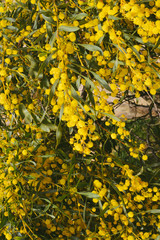 Closeup on acacia yellow flower natural outdoors garden park background