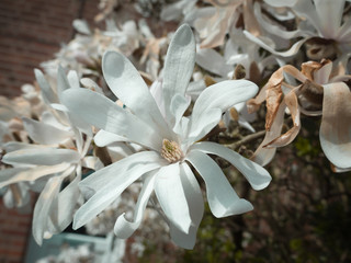 Lush White Magnolia Flower Head Opening Up