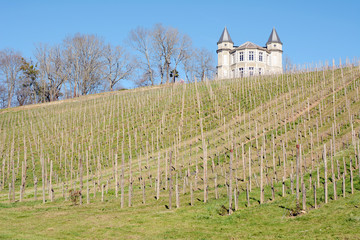Fototapeta na wymiar The vineyards in the spring, France.