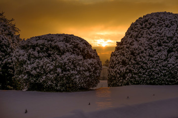 Sunset garden and trees