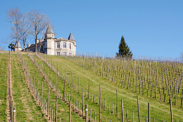 Fototapeta na wymiar The vineyards in the spring, France.