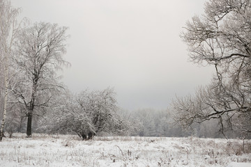 Lonely snow-covered trees in the field. Mainly cloudy