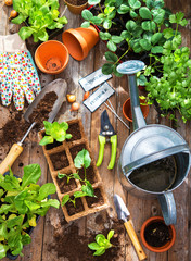 Planting seedlings in greenhouse © Alexander Raths