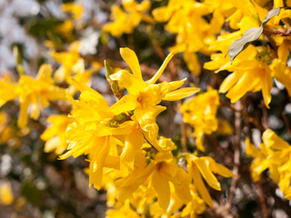 Close Up Shot of Yellow Flower Heads in Spring