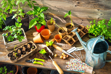 Planting seedlings in greenhouse