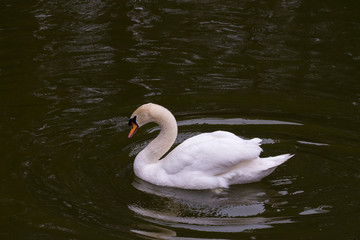 コブハクチョウ