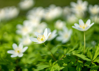 white anemone flower on a blurred background. Shallow depth of field