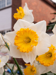 Gorgeoue Yellow Daffodils Up Close in Spring