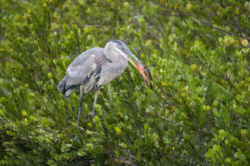 Great blue heron with fish catch