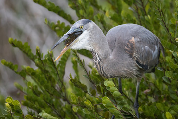 Great blue heron with fish catch