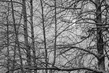 Black and white snow covered branches interlaced under a grey midwinter sky in New England