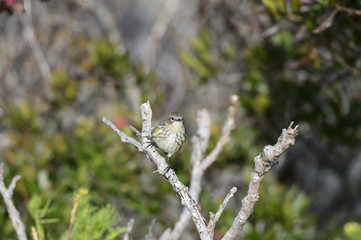 Watchful Yellow-rumped Warbler