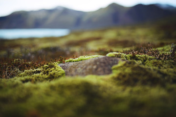 Iceland Ground with Moss