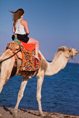 Wakacje w Egipcie. Przejażdżka wielbłądem po plaży - obrazy, fototapety, plakaty