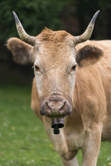 Cow close up portrait on green background.