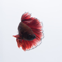 Red betta fish