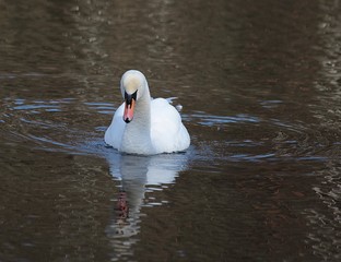 Łabędź niemy