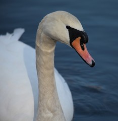 Łabędź niemy © Aneta