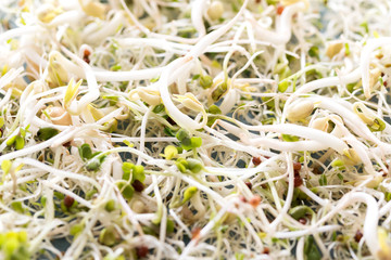 Close up variety sprouts onbackground Healthy food