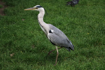 Ardea cinerea in Hyde Park London, United Kingdom