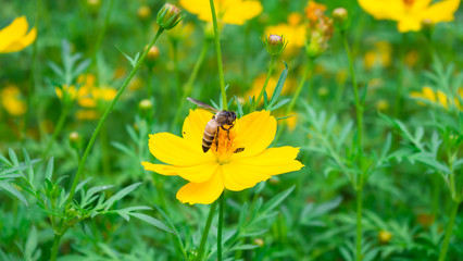 yellow cosmos in a flower garden with a honey bee at pollen