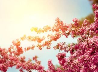 Beautiful Cherry blossoms against the sky. Abstract natural background. Selective focus, toned, copy space