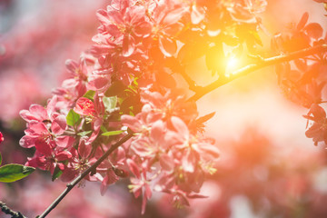 Beautiful Cherry blossoms against the sun. Sakura. Abstract natural background.