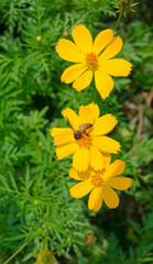 Close up yellow Cosmos flower with a bee at the center of pollen