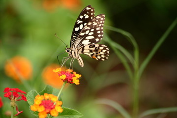 Fototapeta na wymiar Butterfly On Flower